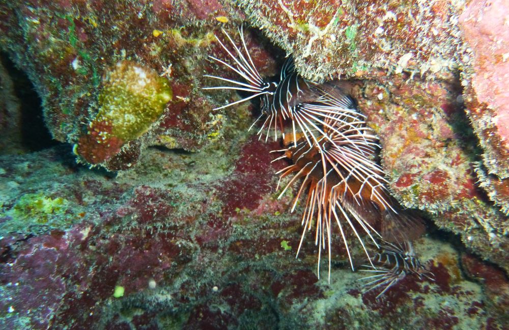 Firefish under a ledge, Taotoï, Mo'orea, French Polynesia 2019.